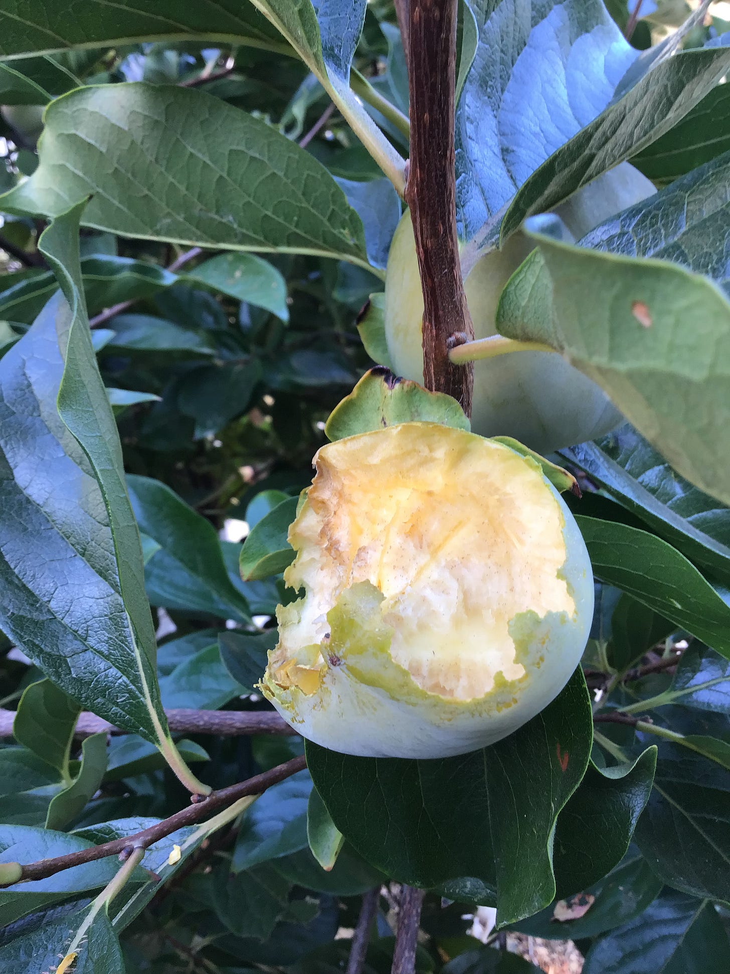 half eaten persimmon on the tree