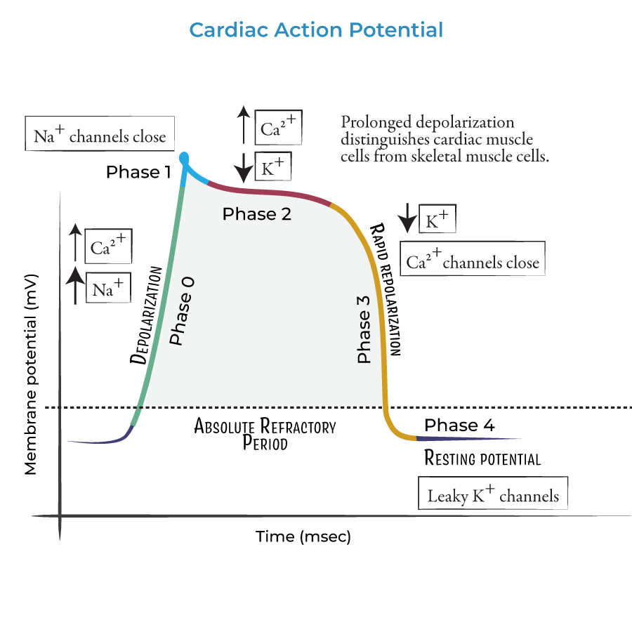 Cardiac Muscle Action Potential - Physiology Flashcards | ditki medical and  biological sciences