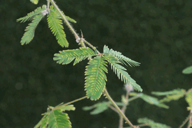 GIF Gardens: How to (Easily) Animate Your Plant Photos | The ...