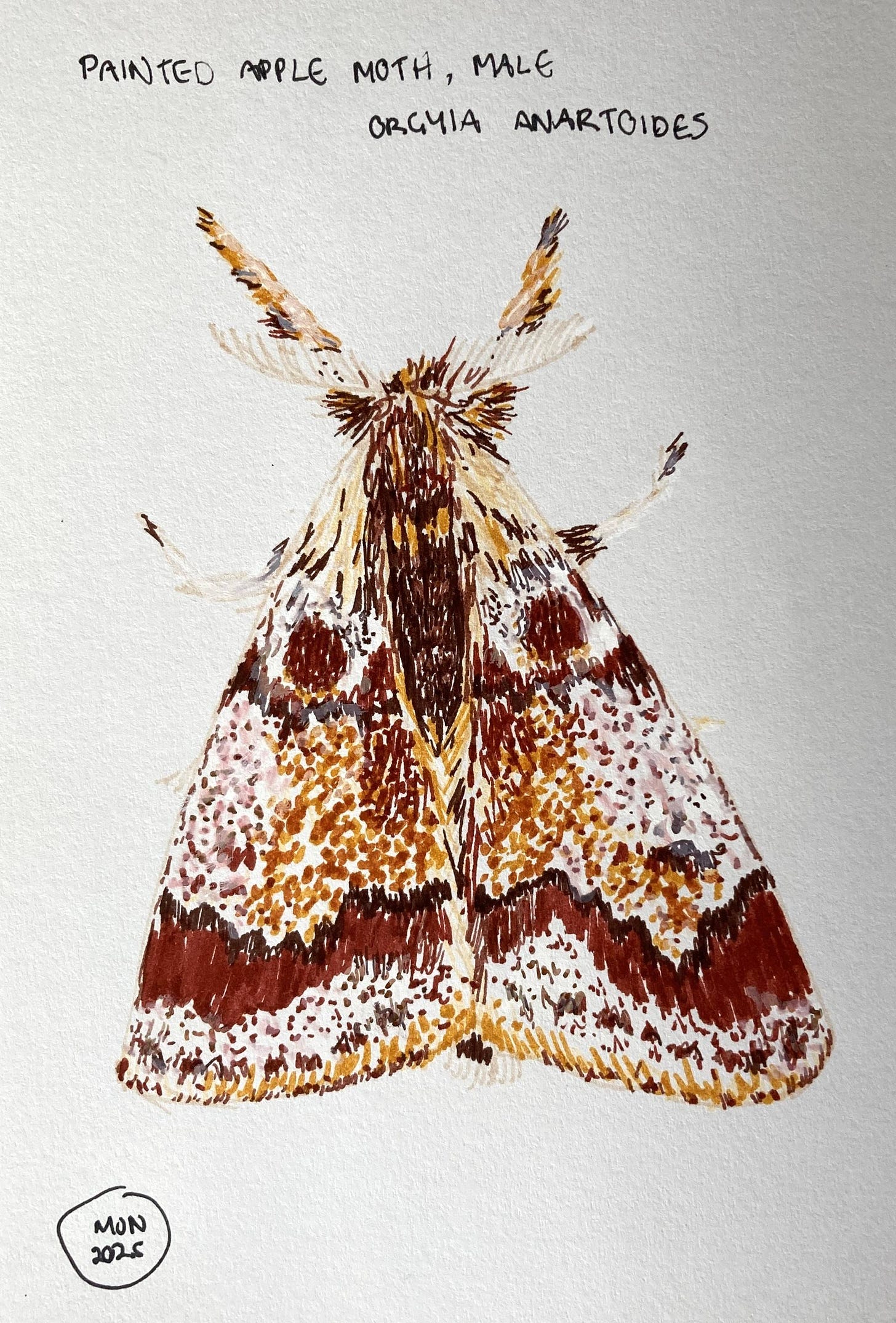 A felt pen drawing of a moth in shades of light and dark brown with white marks, label painted apple moth, Orgyia anartoides