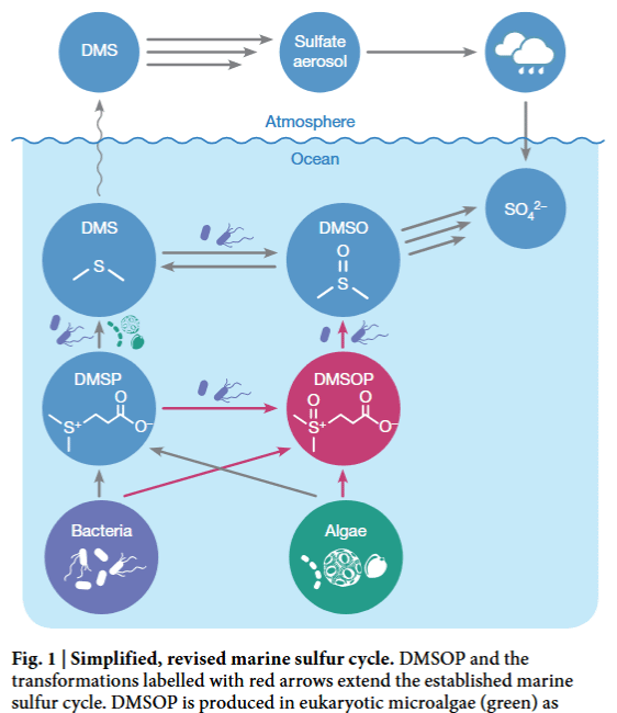 The DMSO files: Part 1
