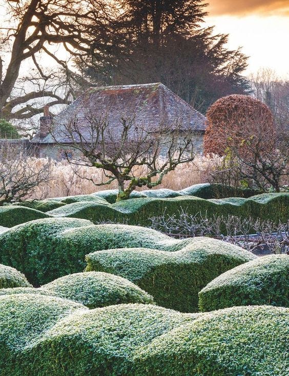 pruned hedge