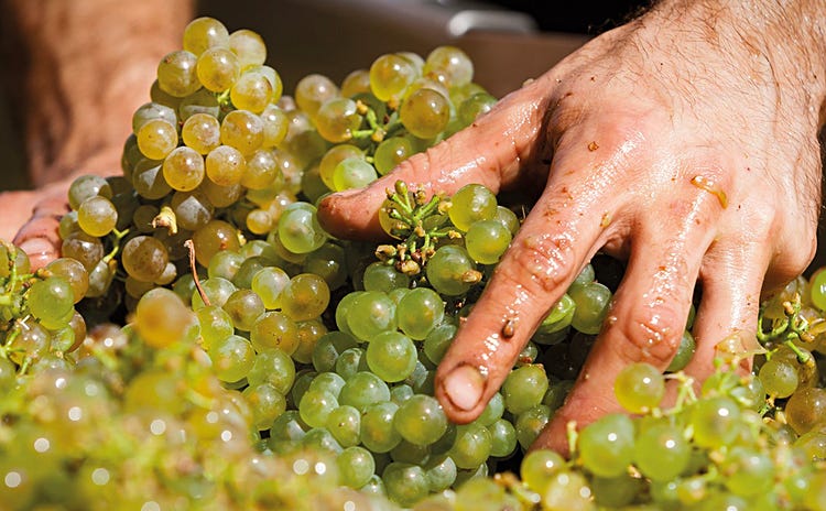 "Nature is the best winemaker."