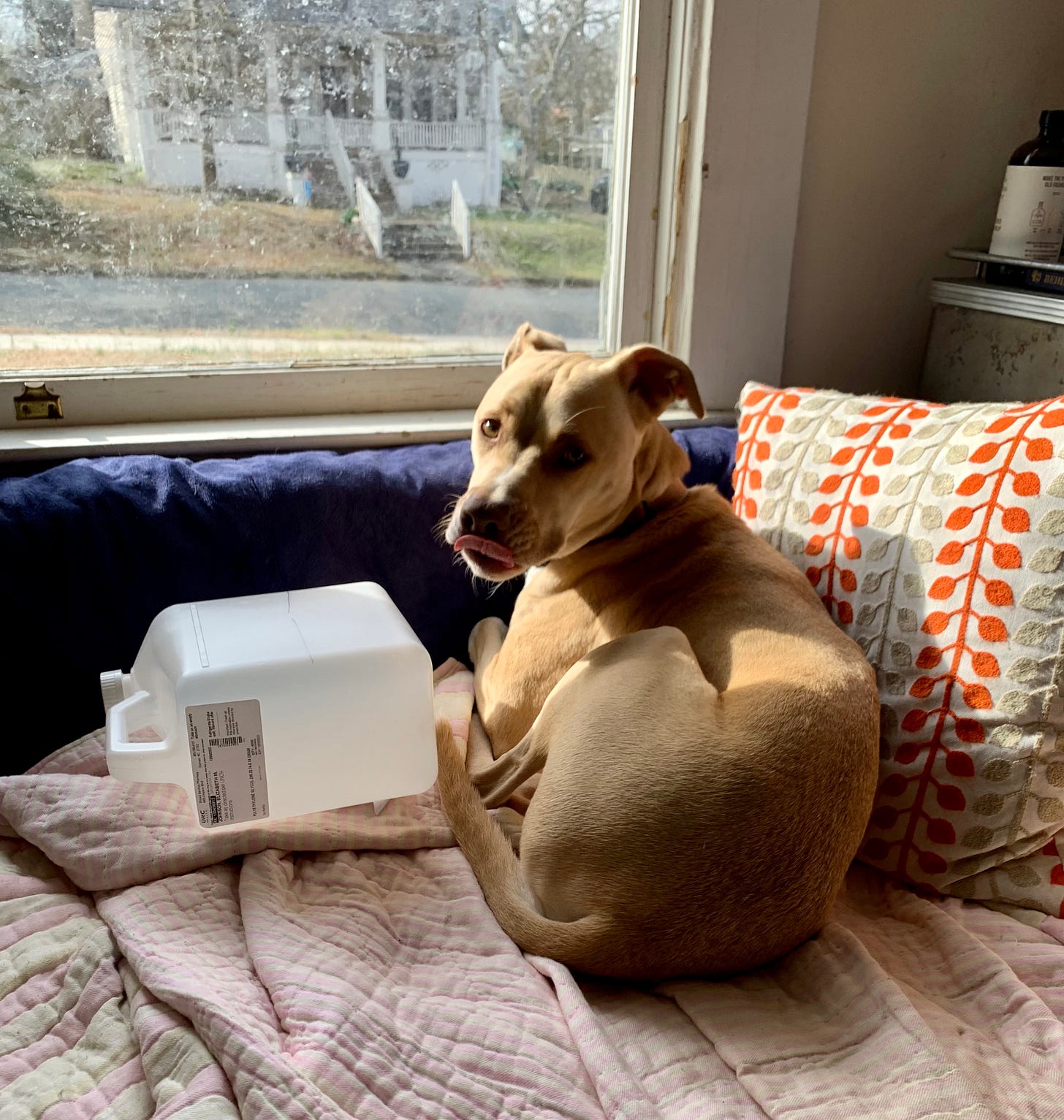 Image of smallish light brown dog licking lips next to empty gallon jug
