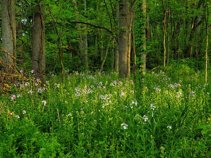 Chain O’ Lakes State Park