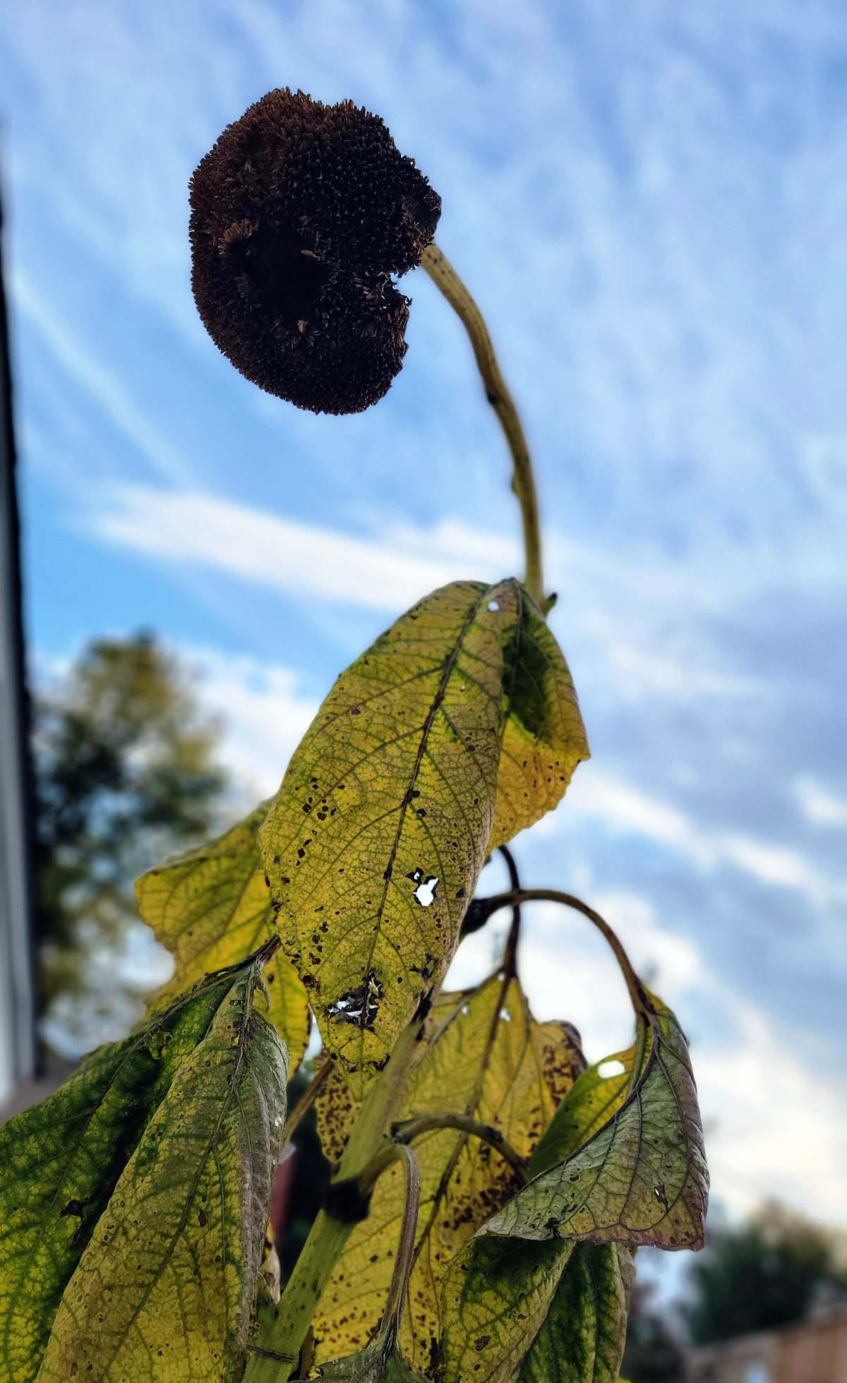 A dying sunflower. 
