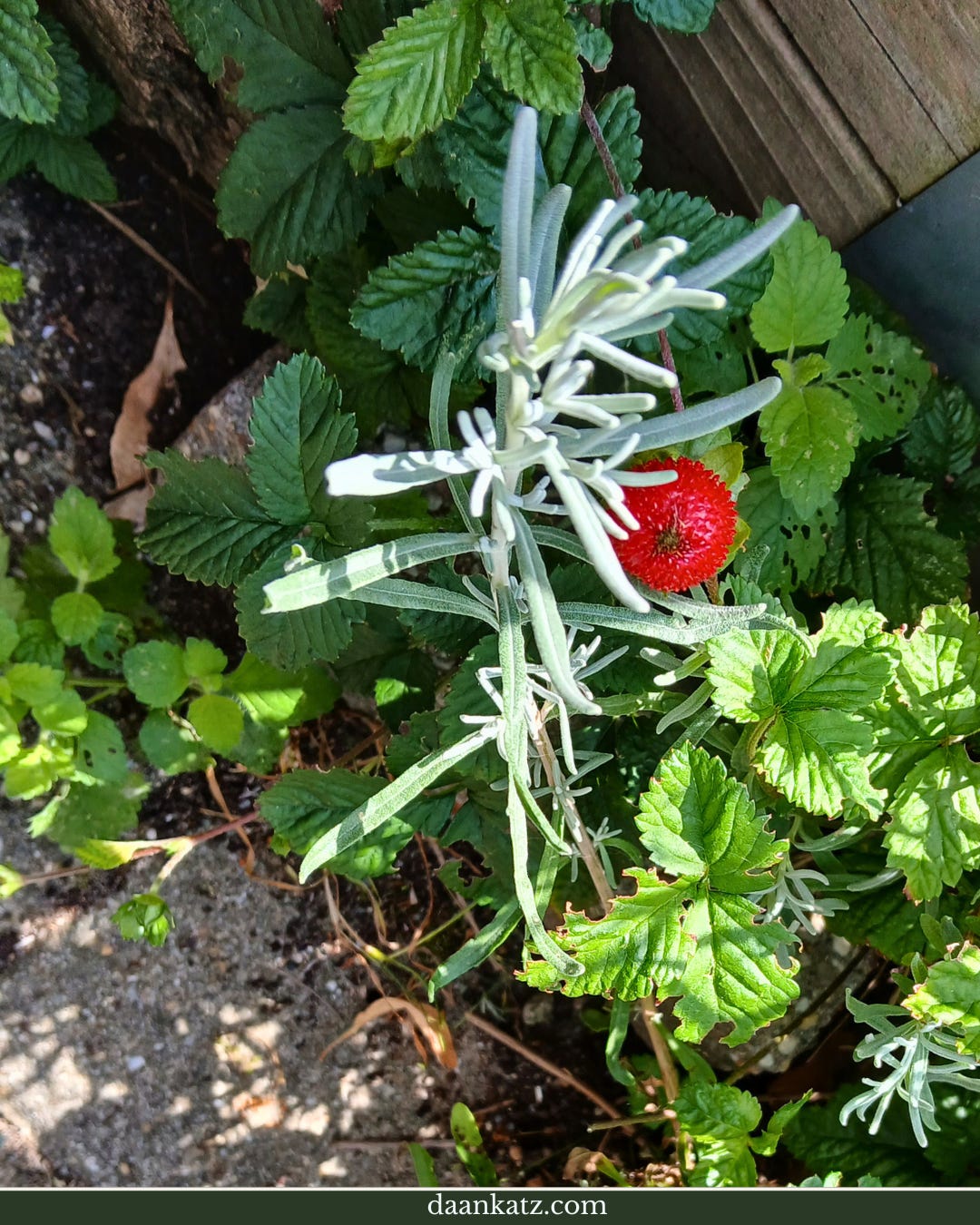 A single wild strawberry grows among green foliage near a wooden fence on a sunny day.