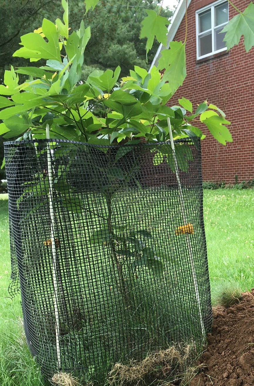 sassafras sapling 