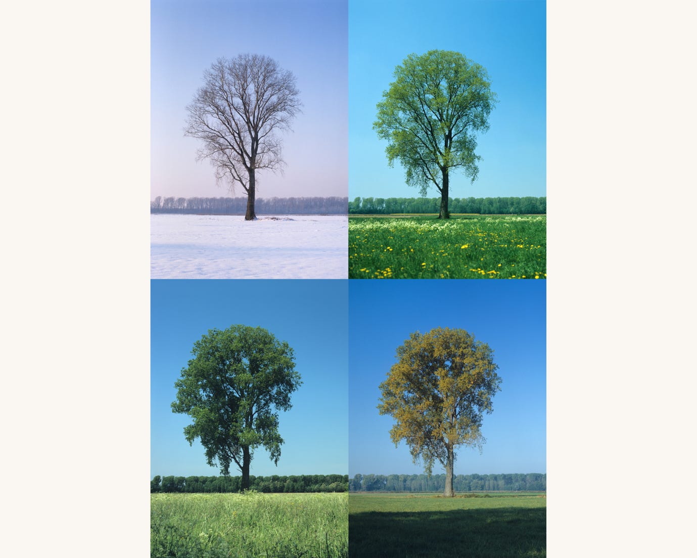 A tree in different seasons
AI-generated content may be incorrect. A tree in different seasons
AI-generated content may be incorrect.
