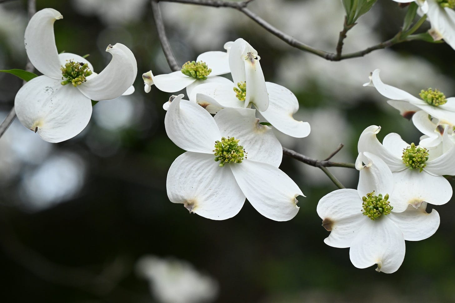 Dogwood blooms
