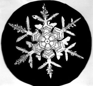 Bentley_Snowflake4