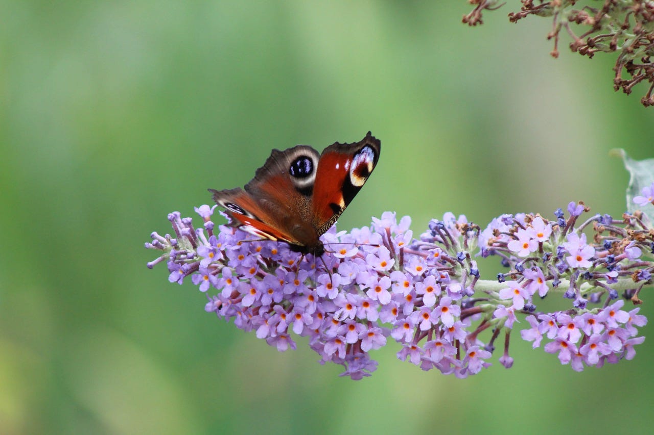 Butterfly on buddleia