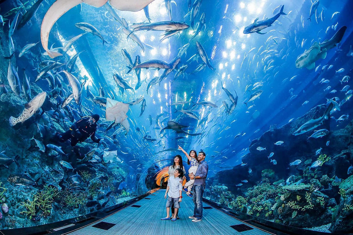 Book Tickets to Dubai Aquarium and Underwater Zoo | Visit Dubai