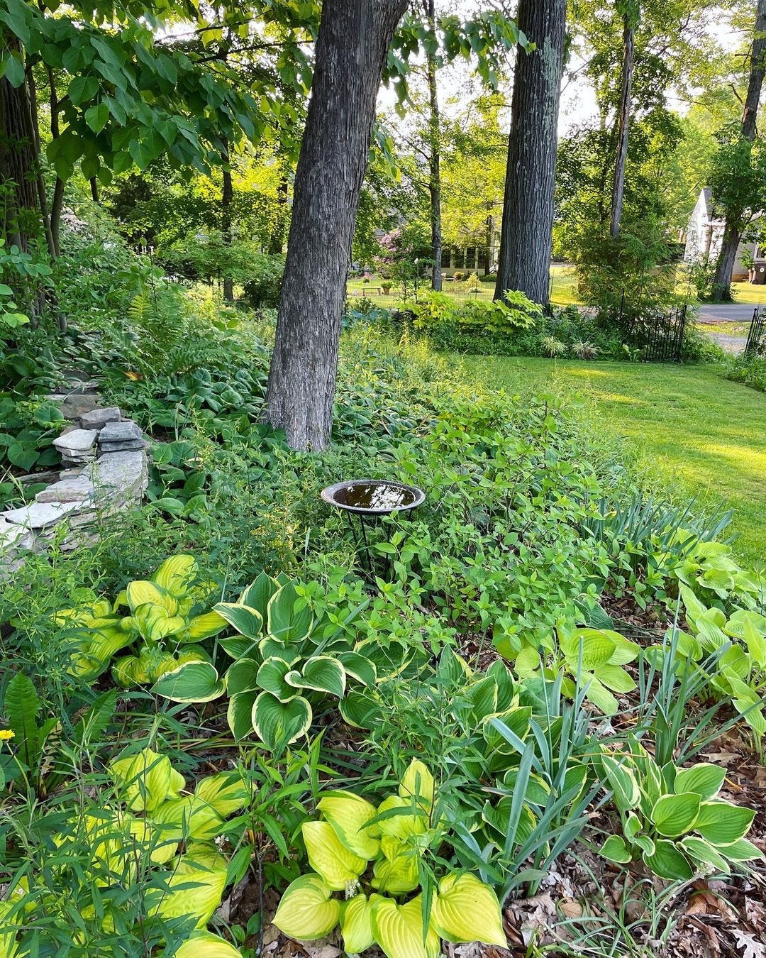 Daffodil Dell - Julie Witmer Gardens Newsletter