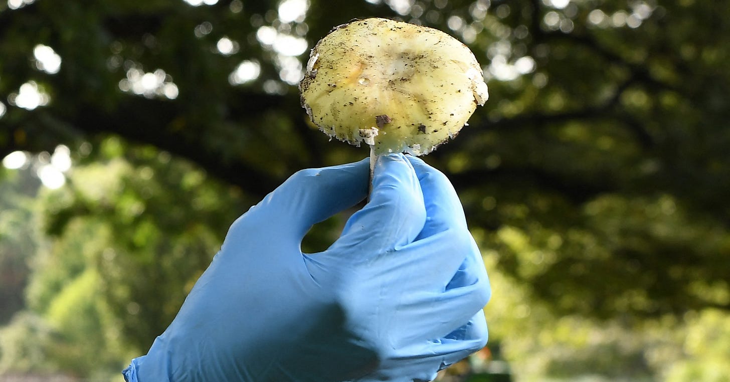 Death cap mushroom poisonings spike in California : NPR