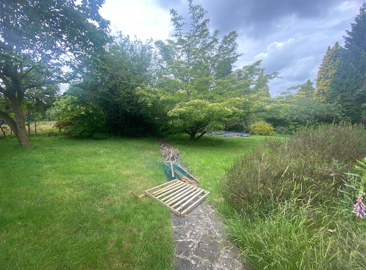 Before view of a wraparound garden showing an open lawn with mature trees and dense boundary planting. A broad, spreading cornus stands at the centre, while an old paved path, stacked timber and overgrown borders hint at an underused space awaiting redesign.
