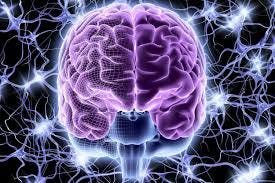 Nervous System