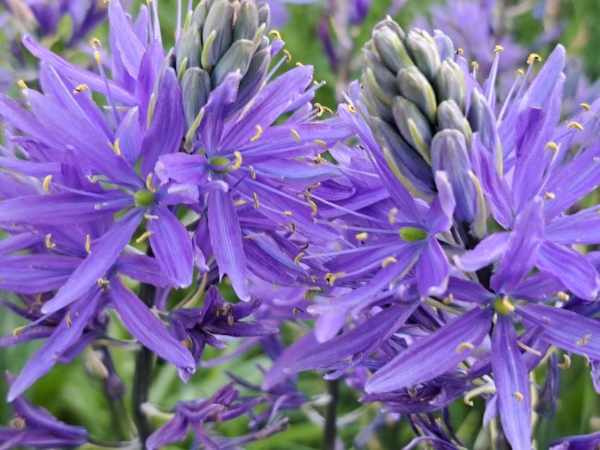 Camassia at Veddw Garden copyright Anne Wareham Camassia at Veddw Garden copyright Anne Wareham