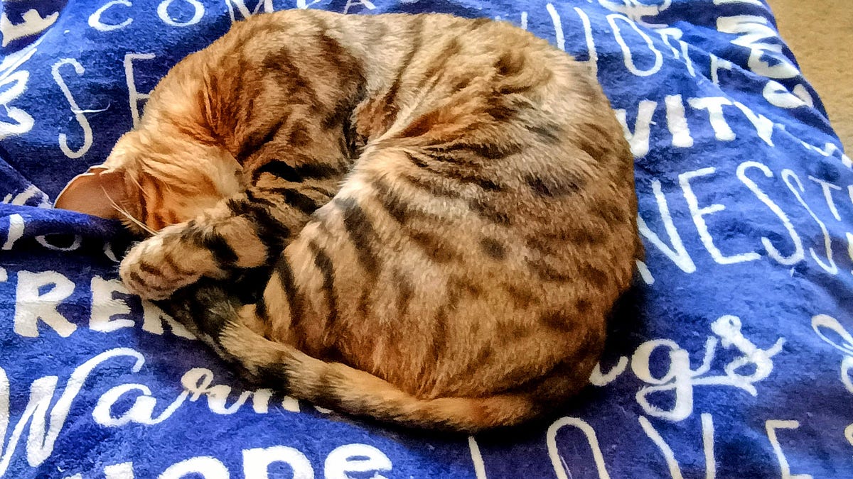 Hell Yeah, It's World Penguin Day