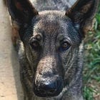 Page County Animal Cruelty Case Heads to Grand Jury