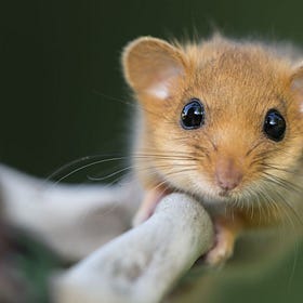 LettsSafari Launching Definitive Guide to Smaller-Scale Rewilding