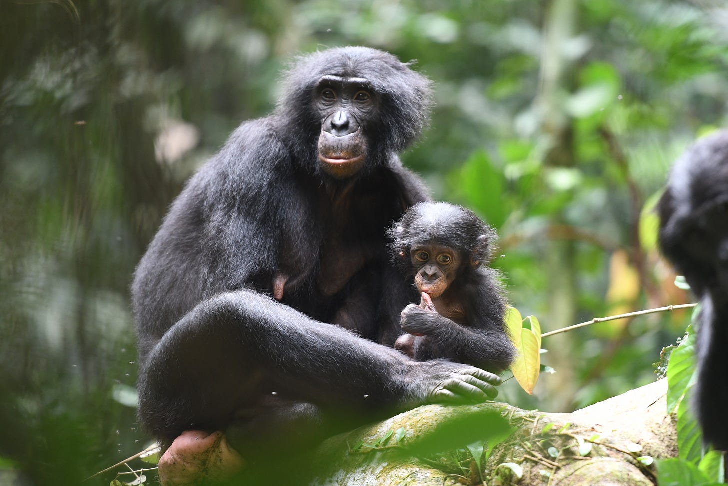 Bonobos offer hope that humans can get along (unlike those warring chimps)  : Goats and Soda : NPR
