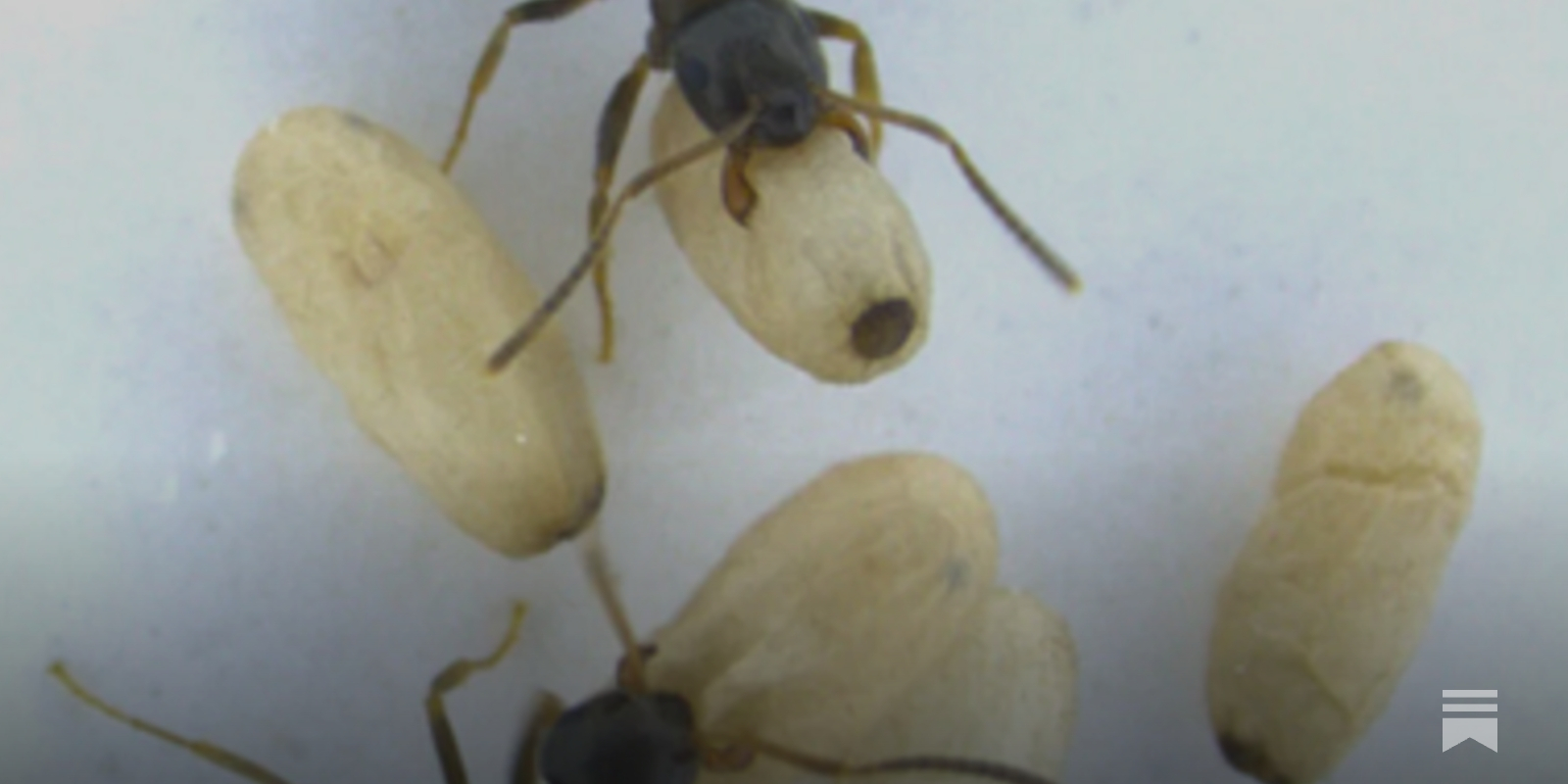 How does altruism show up in the natural world?