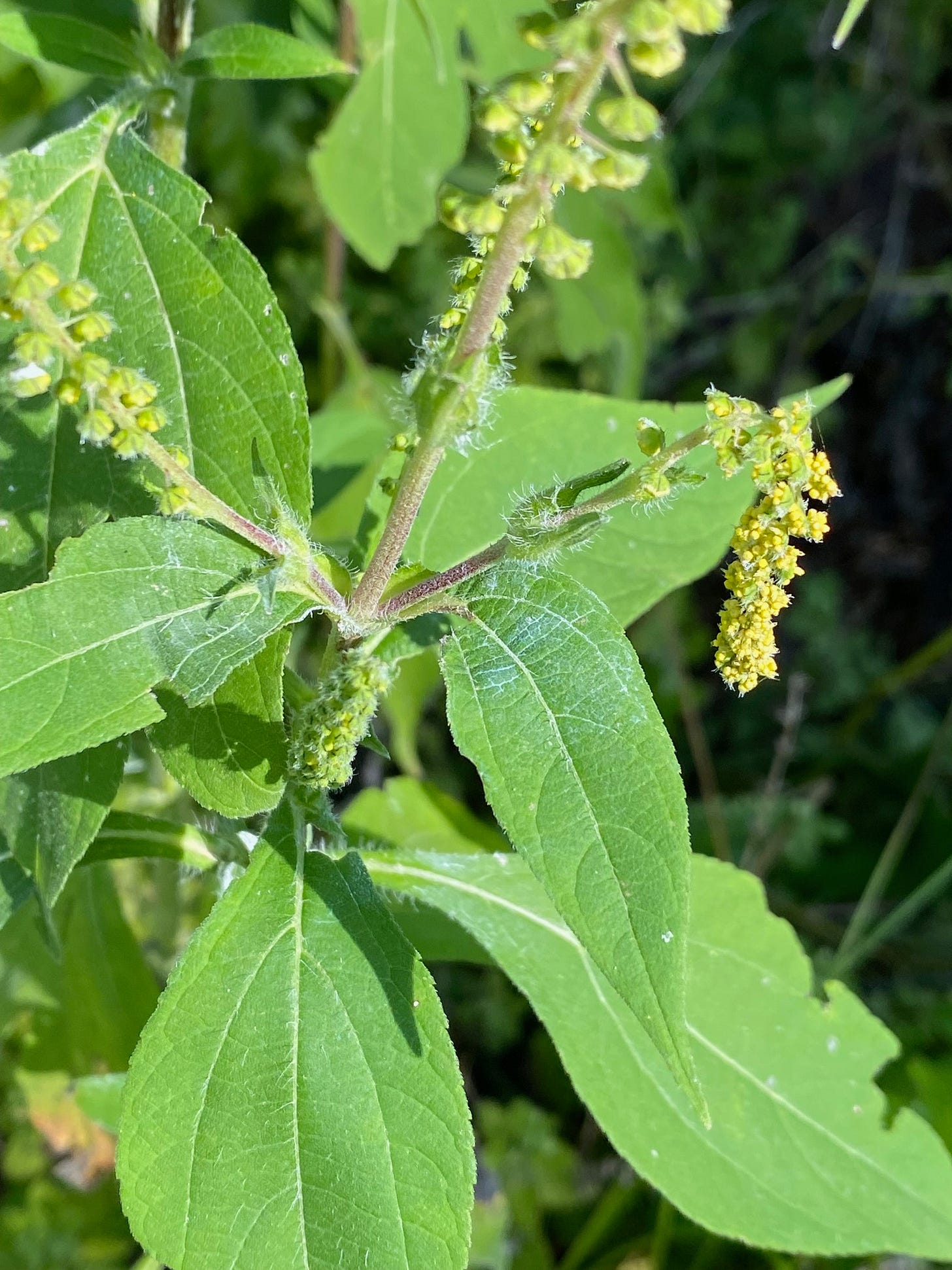 Blooming Ambrosia Trifida 