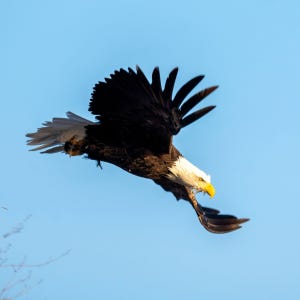 Eagle diving at high speed against an open sky, representing precision and opportunistic timing in GTM strategy Eagle diving at high speed against an open sky, representing precision and opportunistic timing in GTM strategy