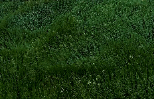 This may contain: a red fire hydrant sitting on top of a lush green field