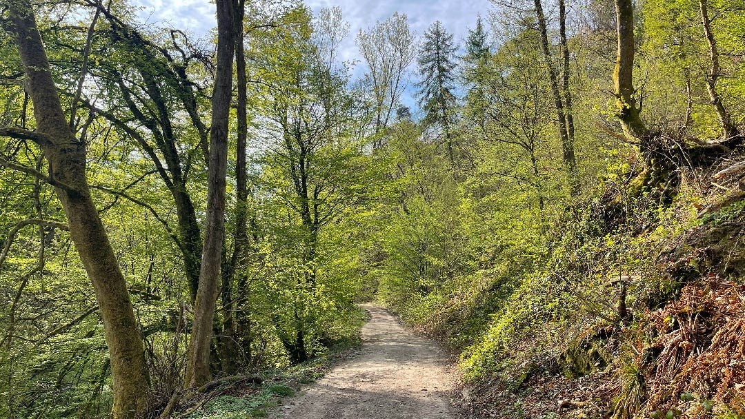 I found may way on roads like this and smaller trails using outdoor technology for beginners and experienced hikers. The photo shows a broad path and trees on both sides.