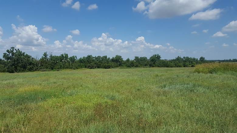 A field of grass and trees with Midewin National Tallgrass Prairie in the background
AI-generated content may be incorrect. A field of grass and trees with Midewin National Tallgrass Prairie in the background
AI-generated content may be incorrect.