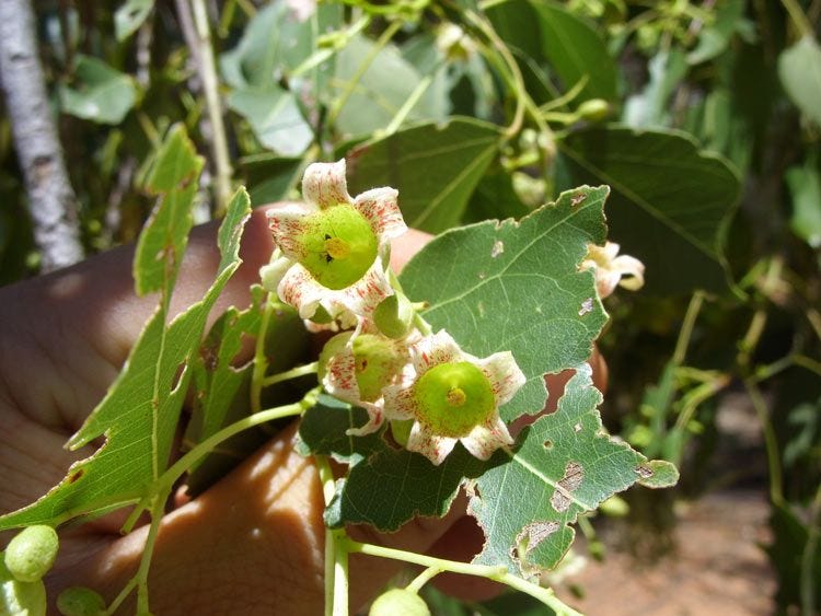 Brachychiton gregorii [flowers - ATLAS - A. N. Schmidt-Lebuhn, 2010].jpeg