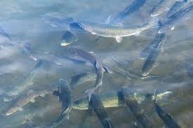 Fall 2024 Trout Stocking to Begin ...