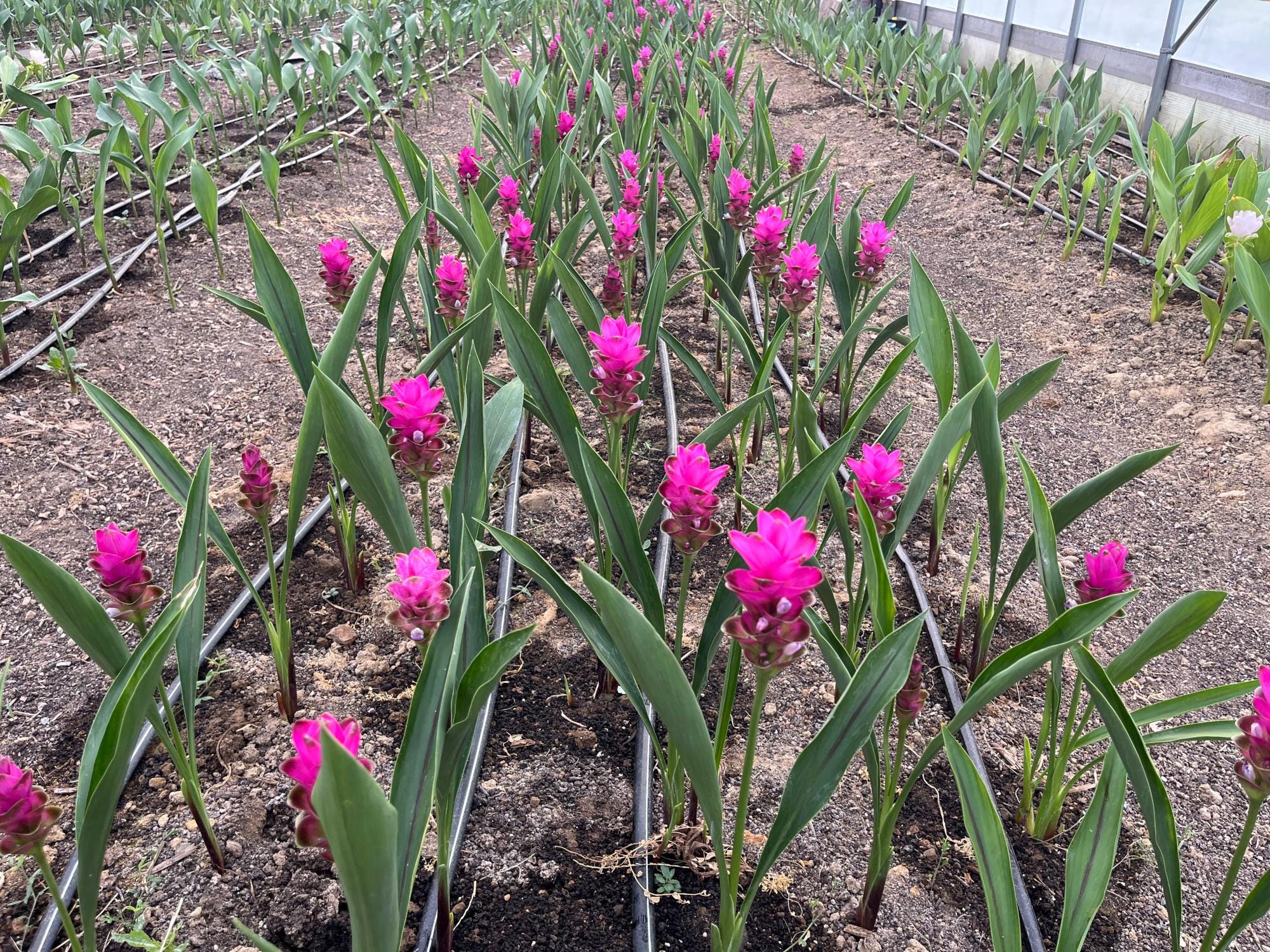 The Rise of Curcuma - by Ellen Frost - FlowerNerd