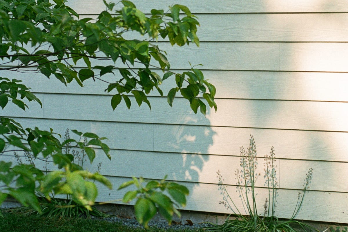 Leaves of a small tree cast shadows on the side of a building, lined with boards. Leaves of a small tree cast shadows on the side of a building, lined with boards.