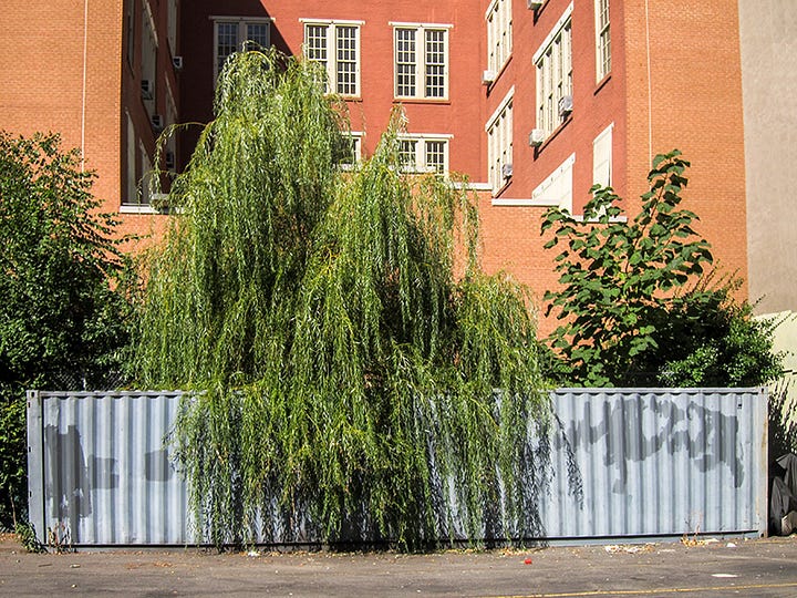Steve Butcher photos showing 10 years of tree growth on Stanton St