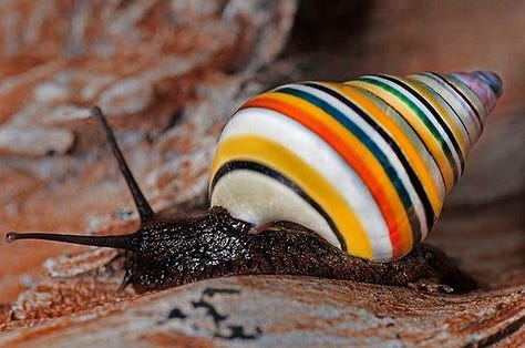 a group of different snails with colorful striped shells