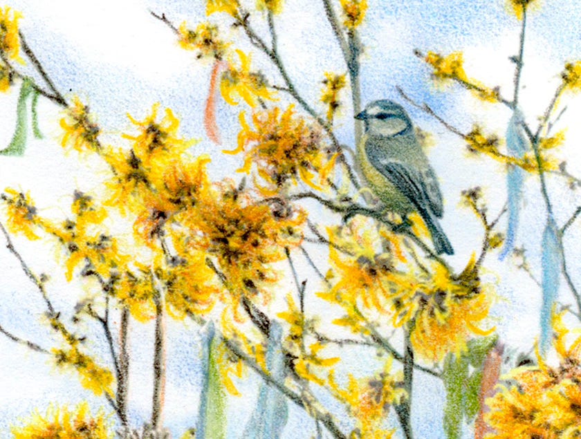 Detail, Witch Hazel, Herbcrafter's Tarot by JPC