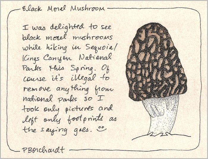 Black Morel Mushroom (pen & walnut ink)