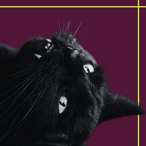 black medicine // black magic 