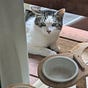 misty mylo's avatar