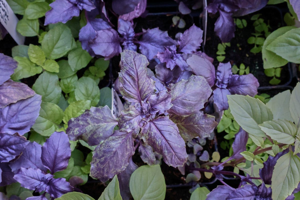 multicolored varieties of basil seedlings in nursery trays multicolored varieties of basil seedlings in nursery trays