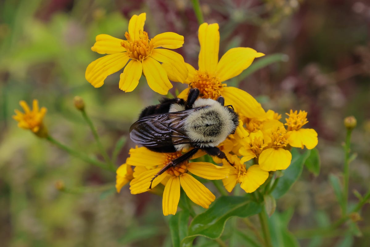 a bumblebee asleep on lemon mint marigold plants a bumblebee asleep on lemon mint marigold plants