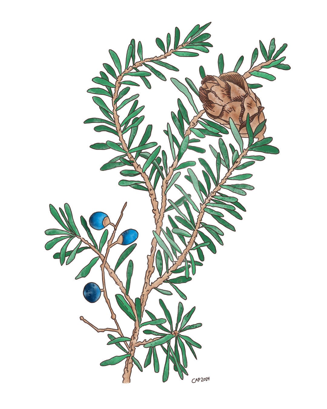 A digital illustration of a juniper branch.