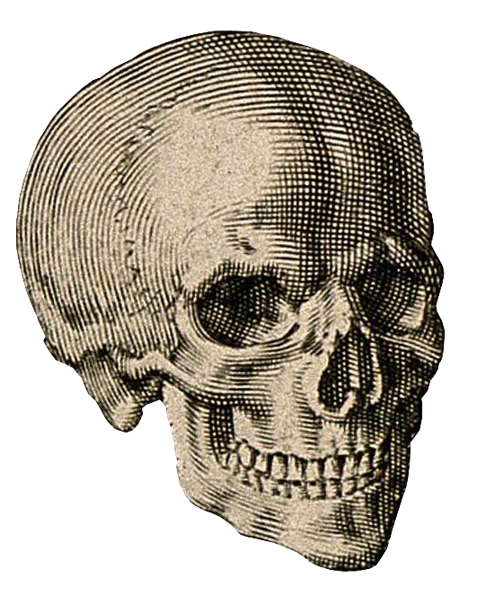 Engraving of a skull, looking to the right.