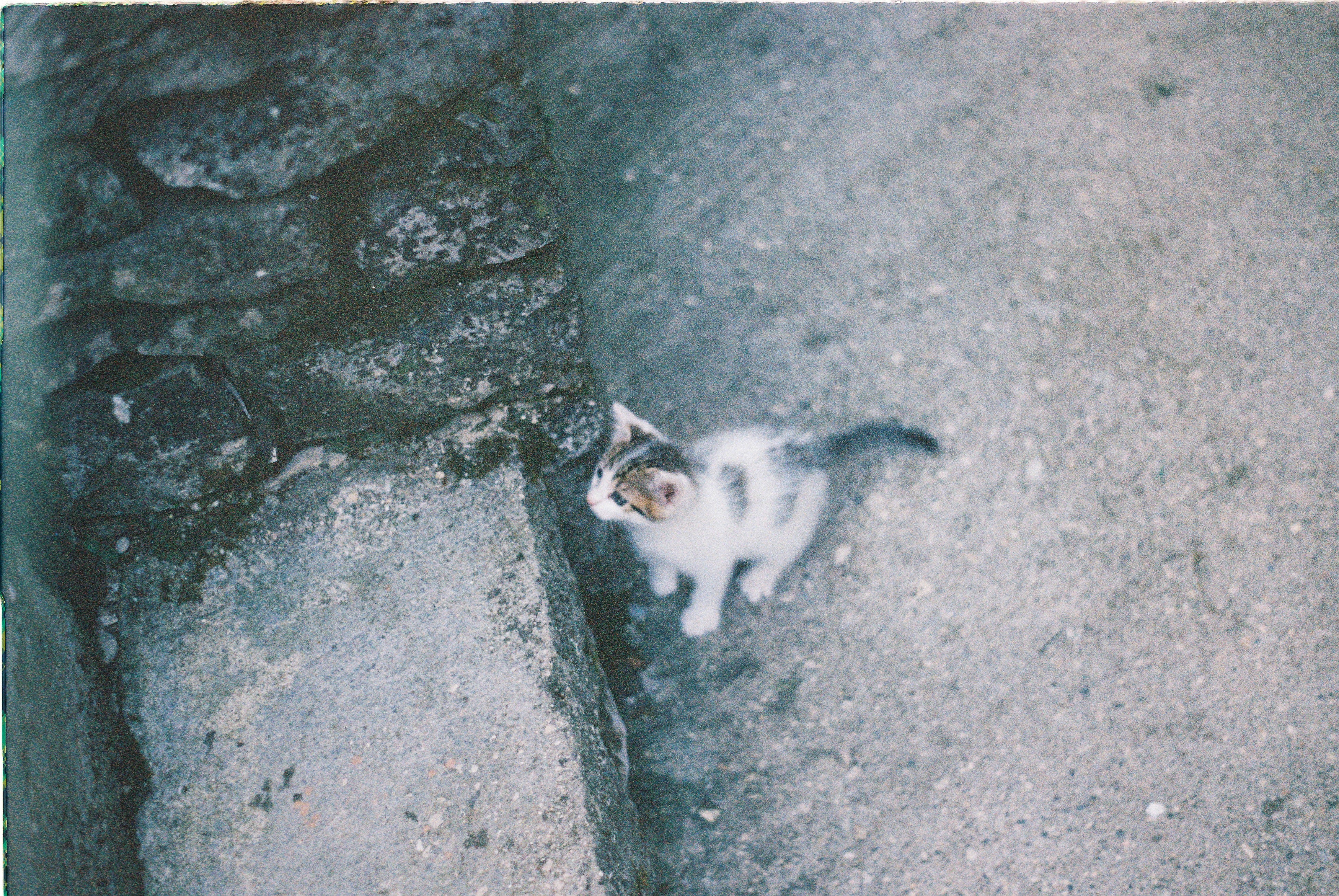 Funny story...we were on a walking tour in Gjirokaster, Albania. It was the best walking tour I've ever been on and I was really enjoying it. Then, this little kitten came up and I had to get a photo. I spent 5 minutes on it, and when we looked up, the walking tour was gone... we couldn't find them and ended up going for dinner. Worth it. 