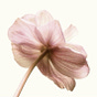 Johanna's avatar