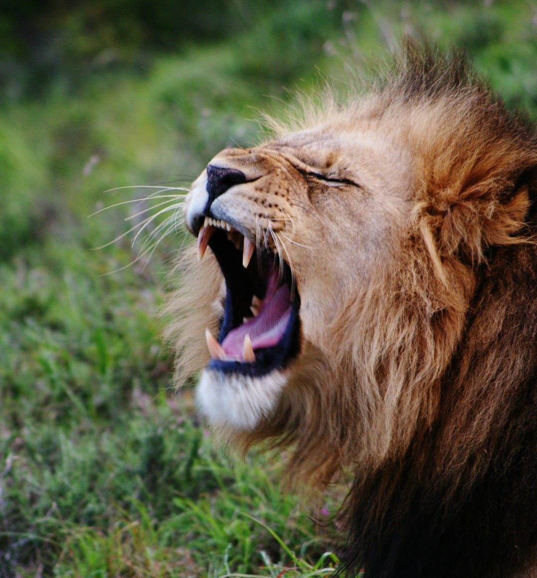 yawning lion