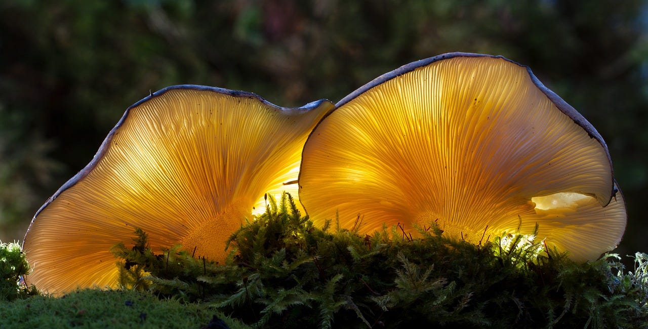 Chapter 4: The Kingdoms of the Protists and Fungi